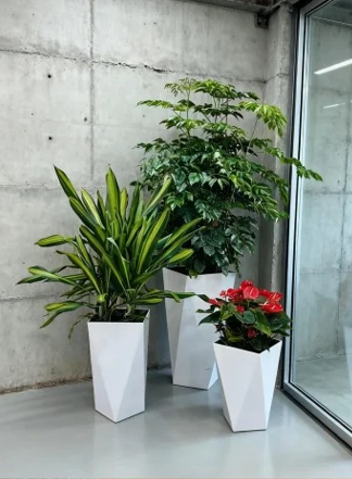 鄞州商务绿植出租费用-北仑花卉租摆维护-鄞州租绿植千套方案-杭州湾绿化养护工具
